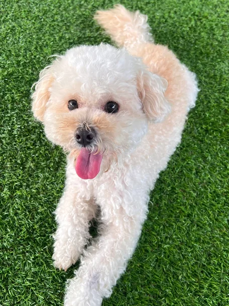 보니