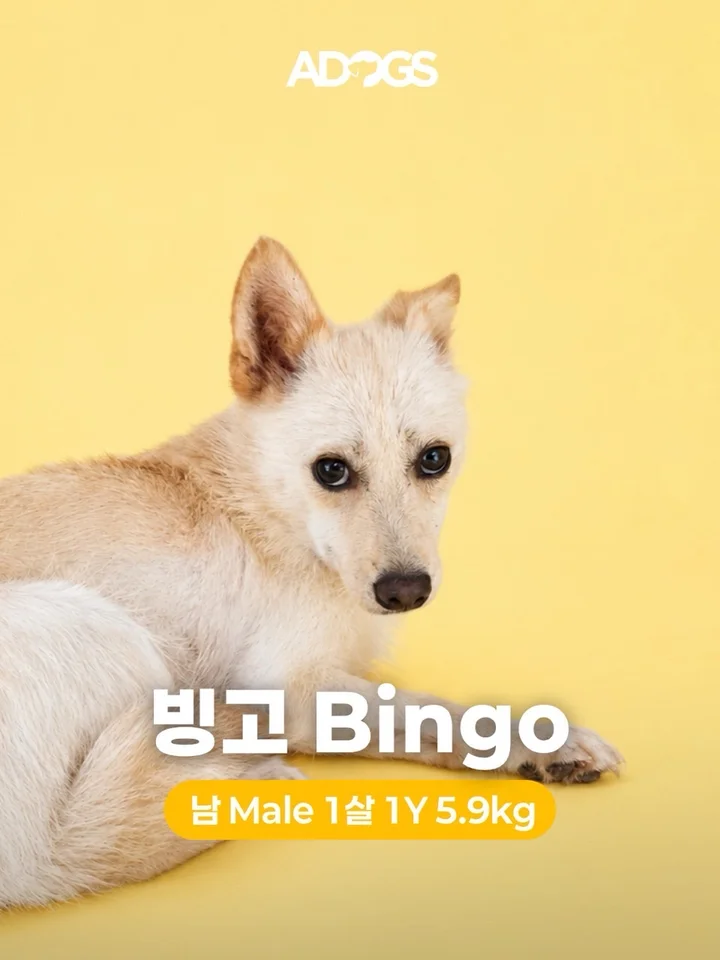 빙고 1