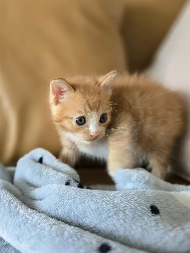 오레 5