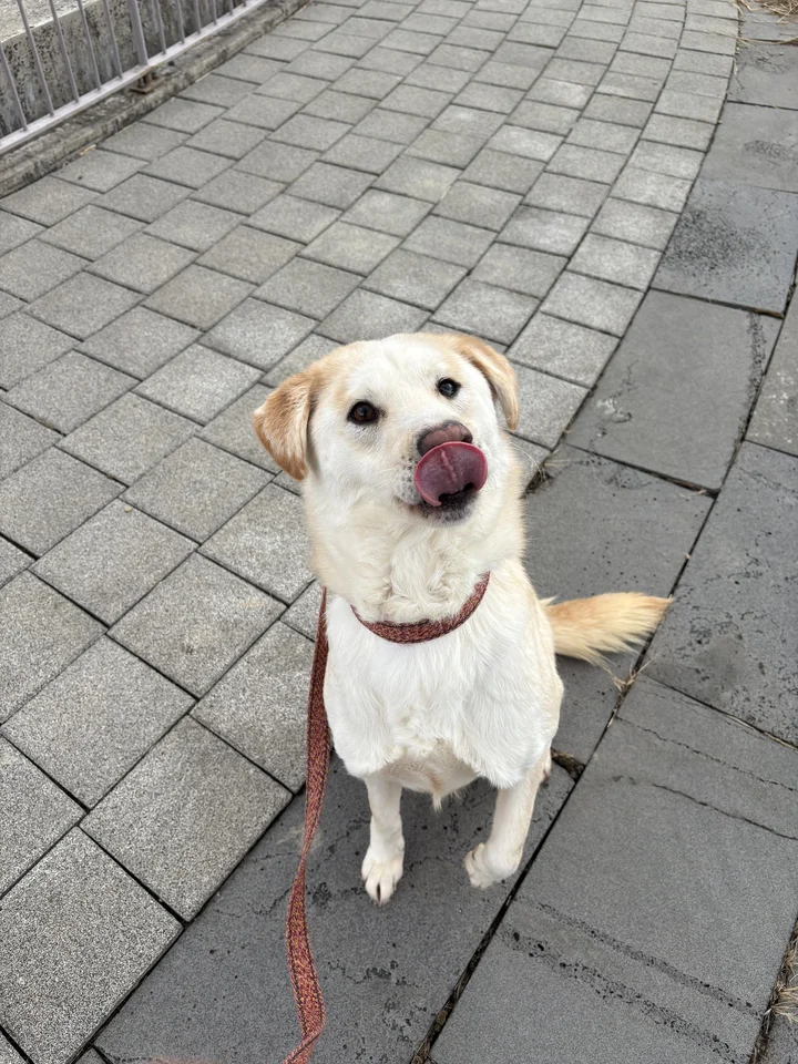 쪼꼬 19