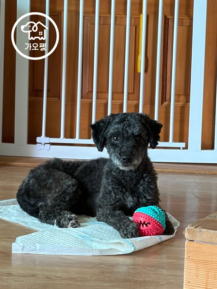 쉐도우 4