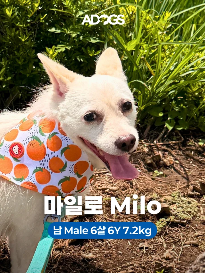 마일로 1