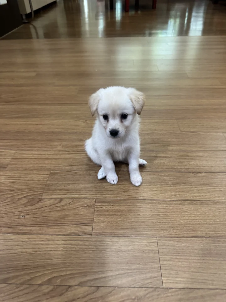 네로 4