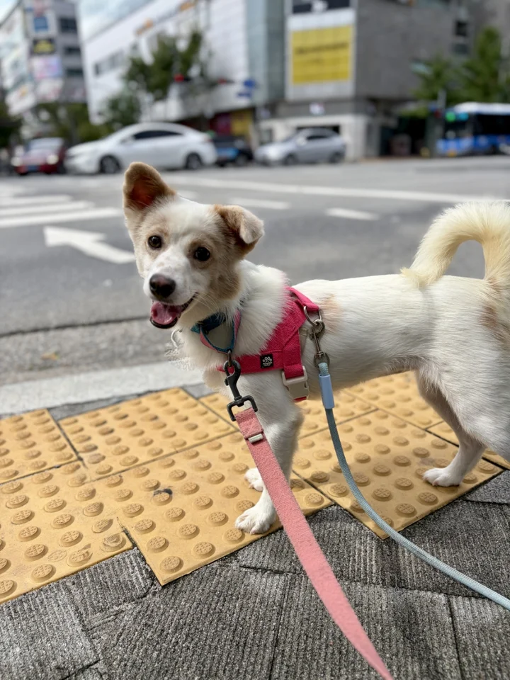 백순 4
