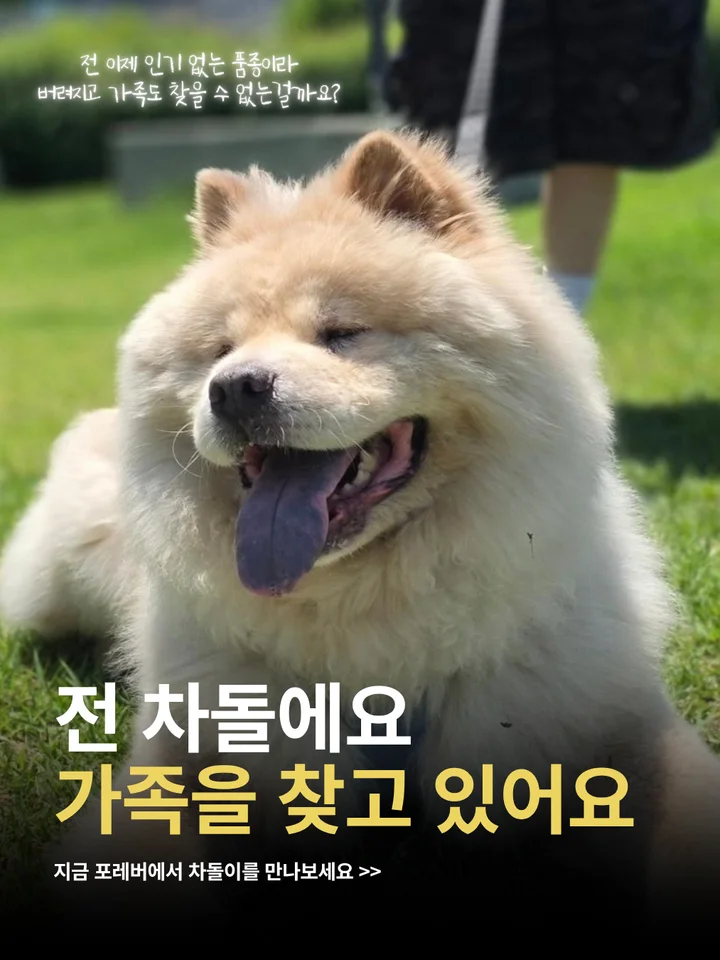 차돌 1