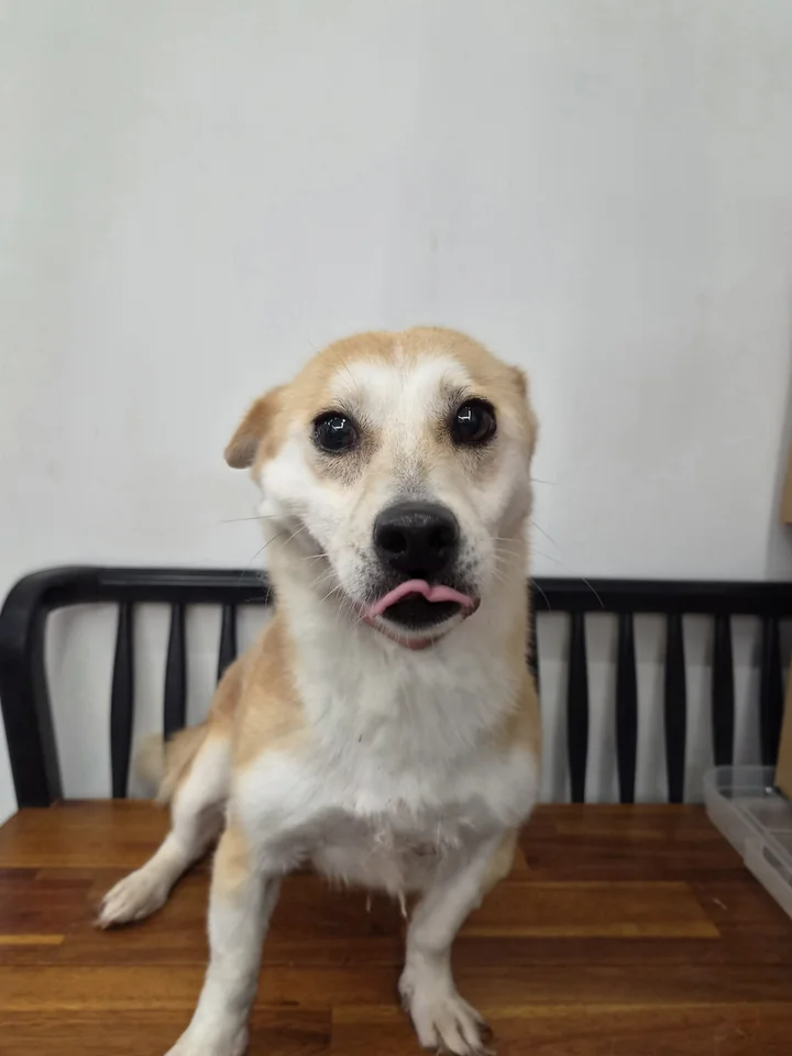 시루 3