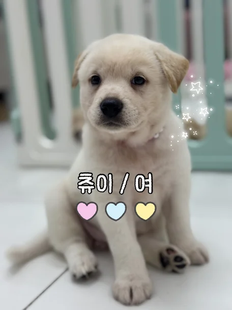 츄이
