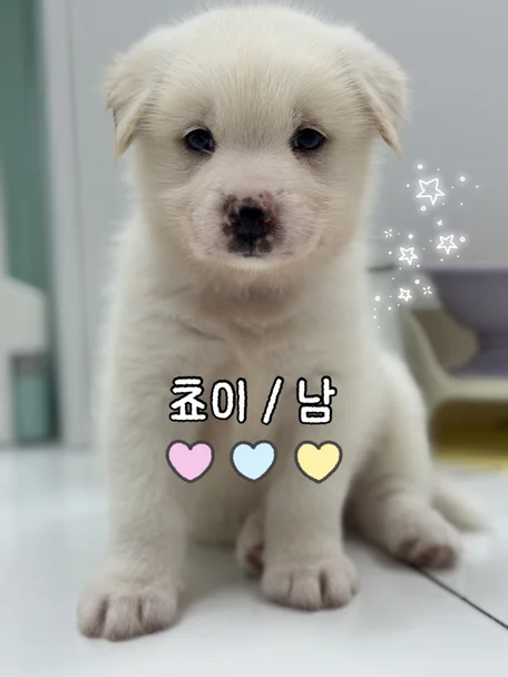 쵸이