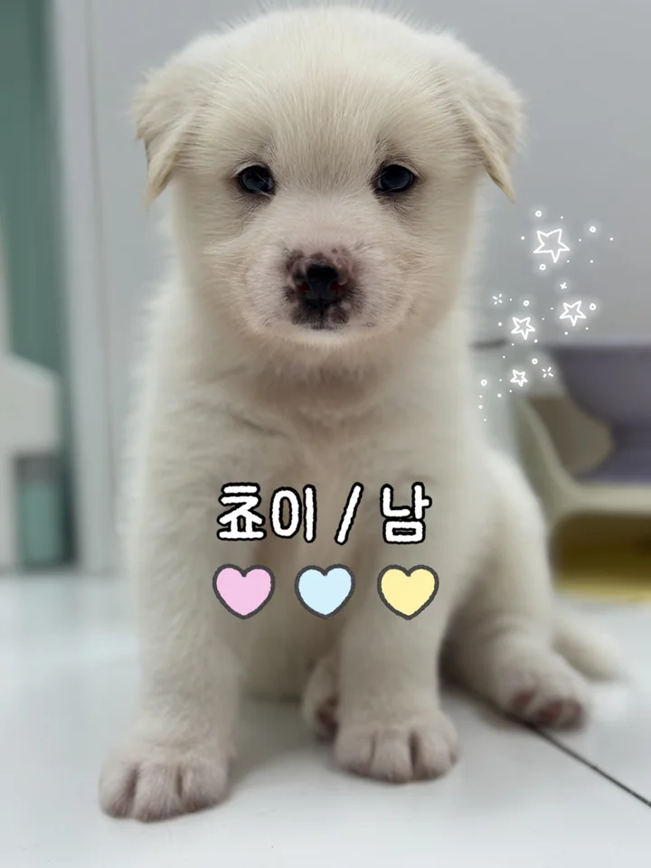 쵸이