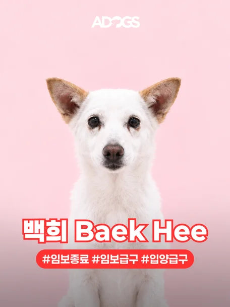 백희