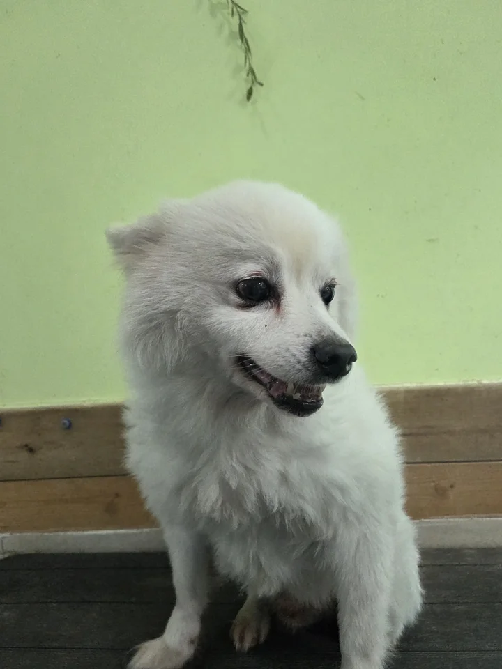 랑이 5
