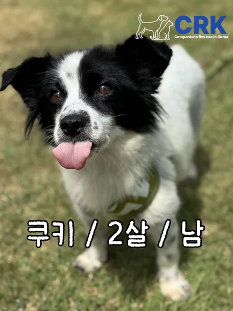 쿠키