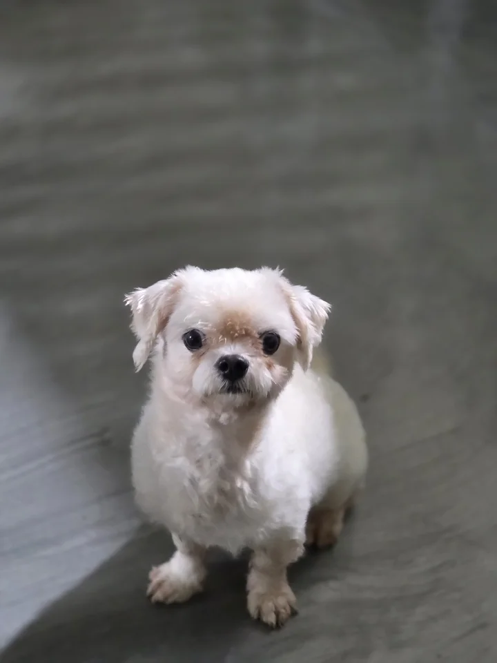 제이 6
