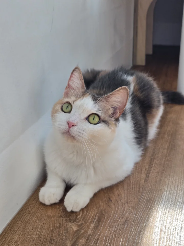 공주 3