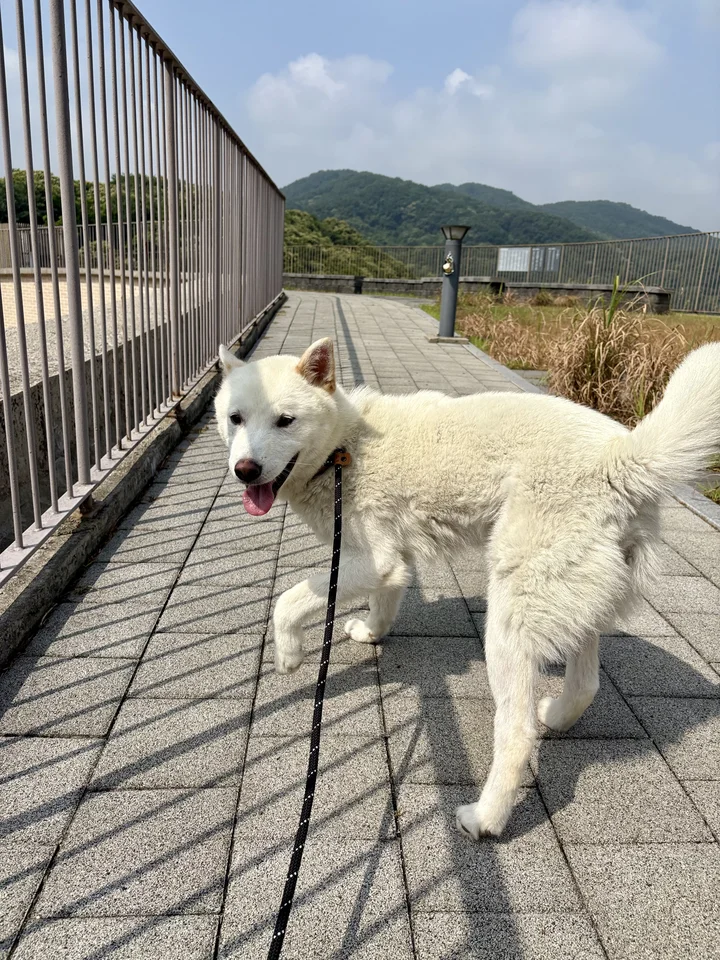 강낭 4