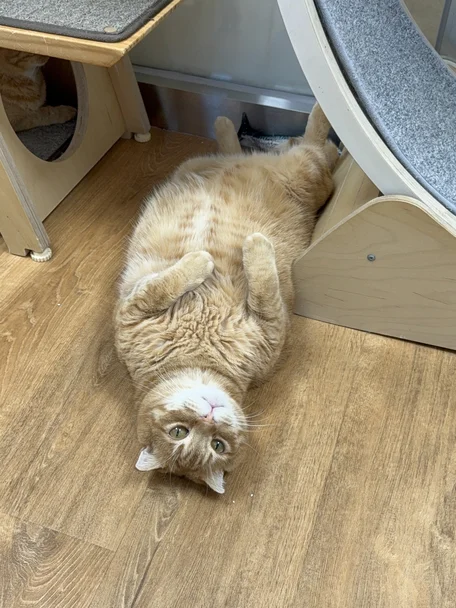 코레