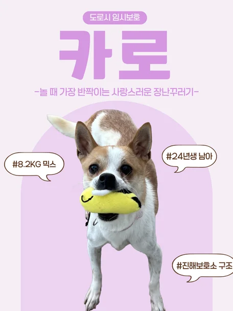 카로