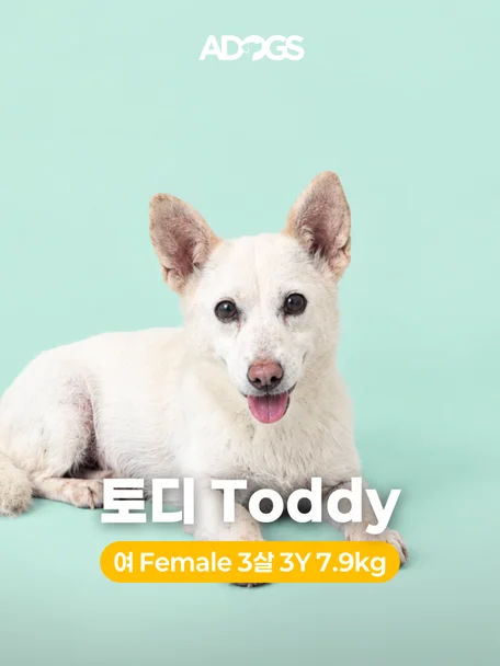 토디
