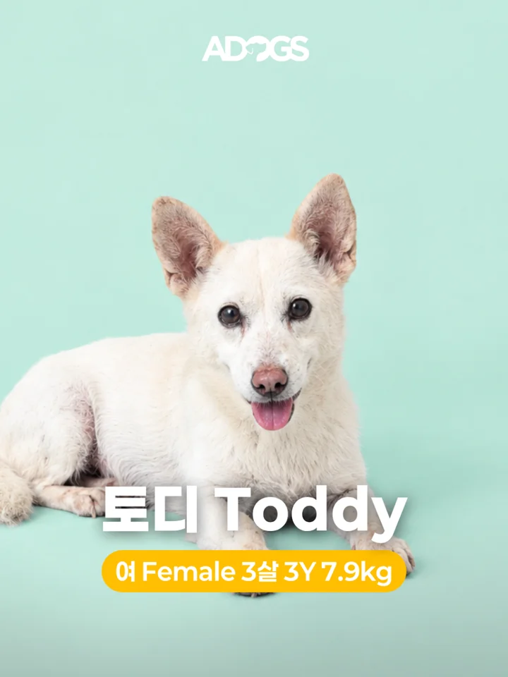 토디 1