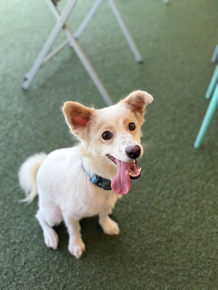 백순 7