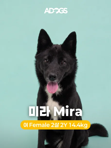 미라