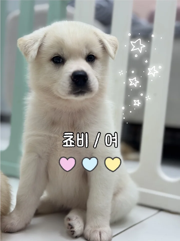 쵸비