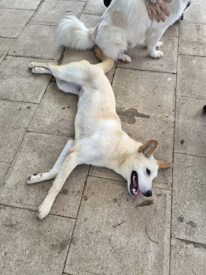 자랑 11