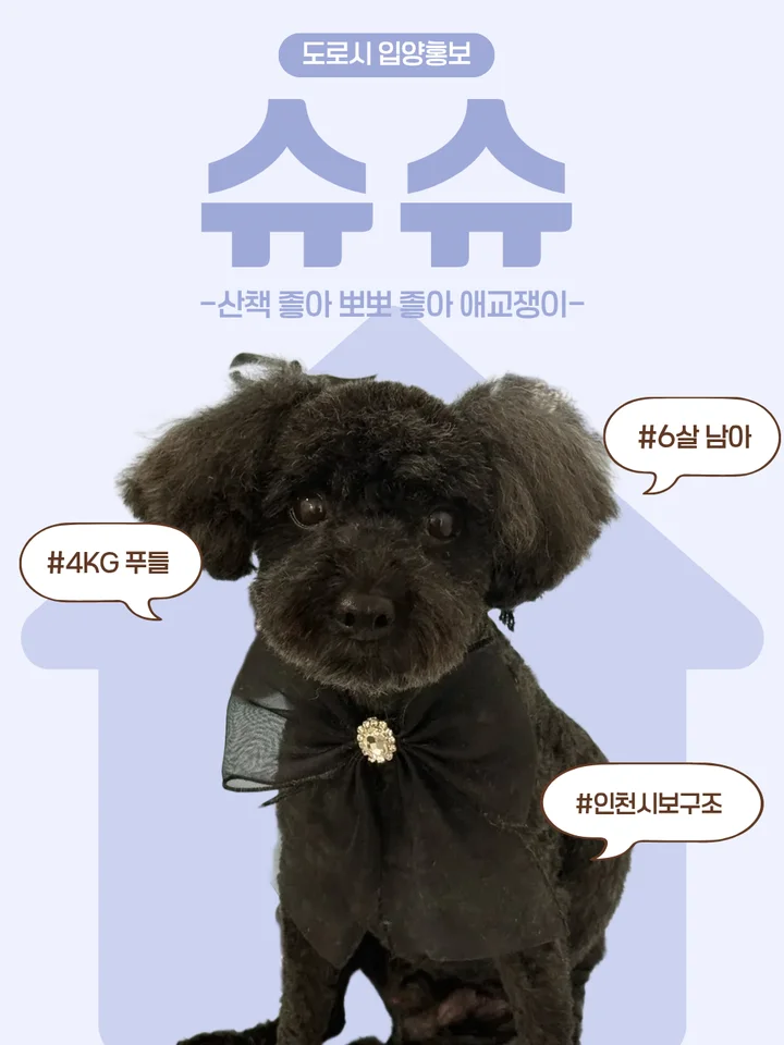 슈슈 1