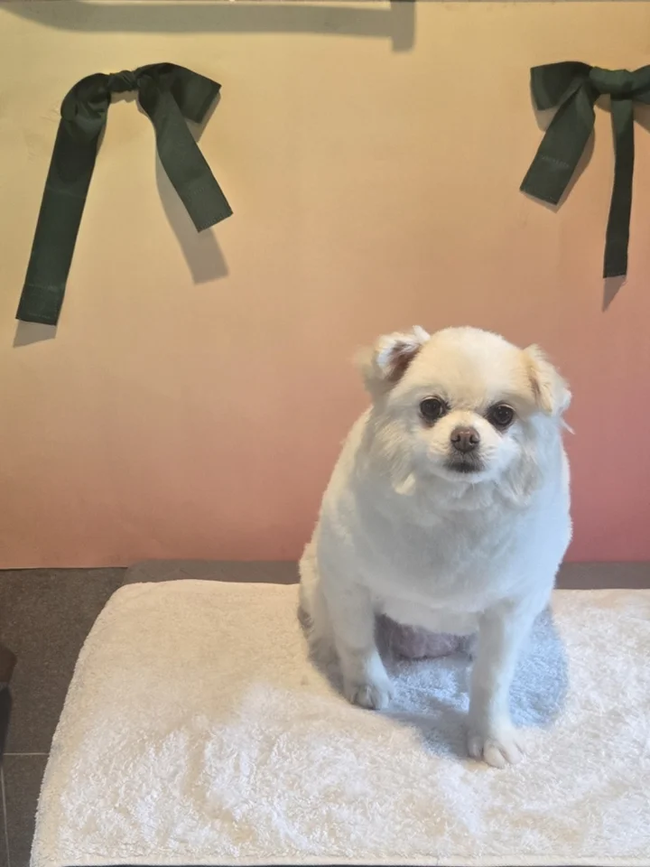 타미 14