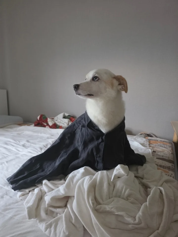 로하 5