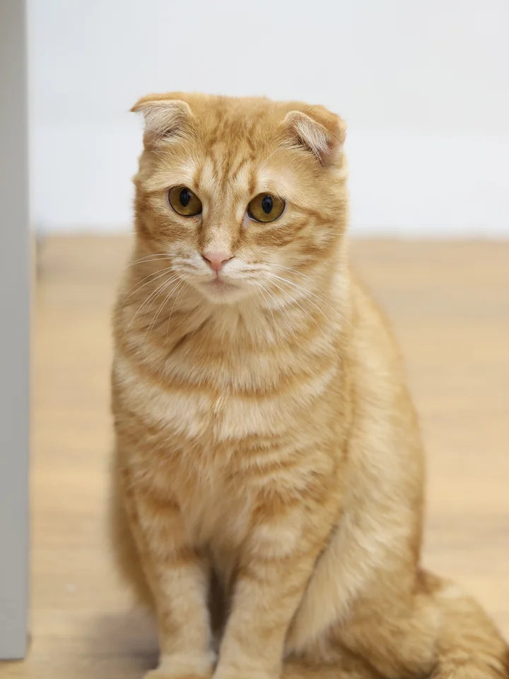 아로 8