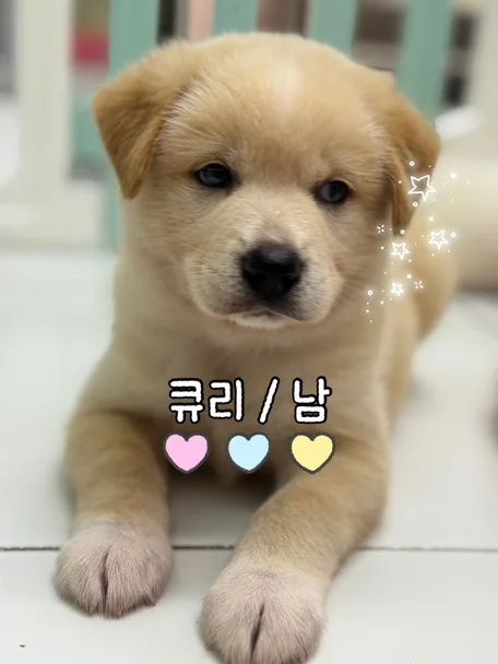 큐리