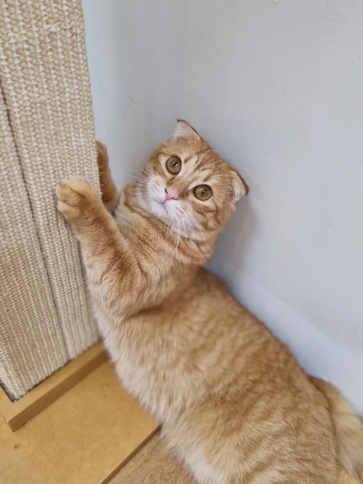 아로 3
