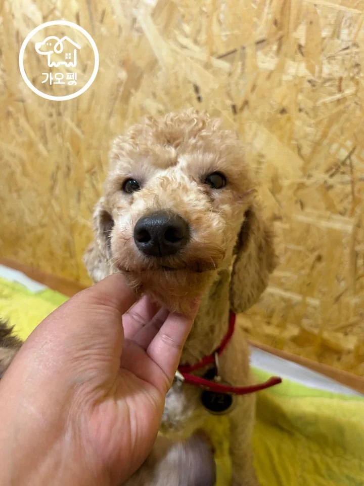 몰리 3