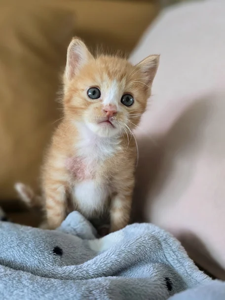 오레