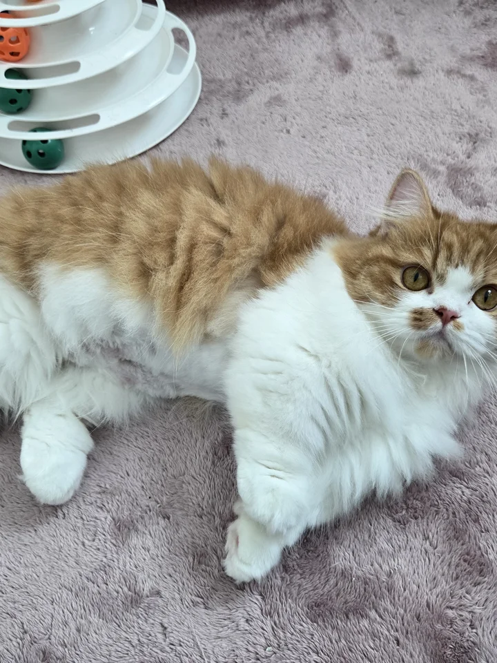 푸 2