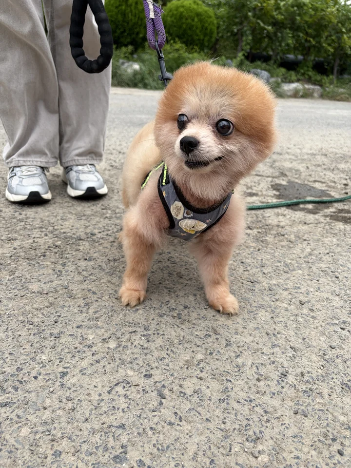 보리 7