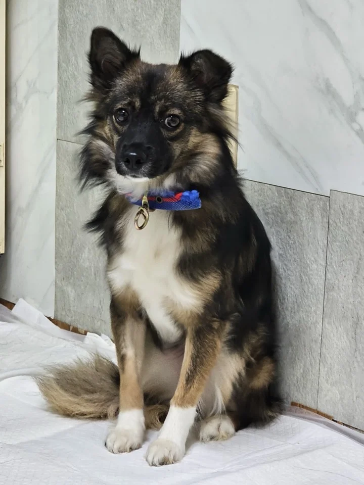 우영 6