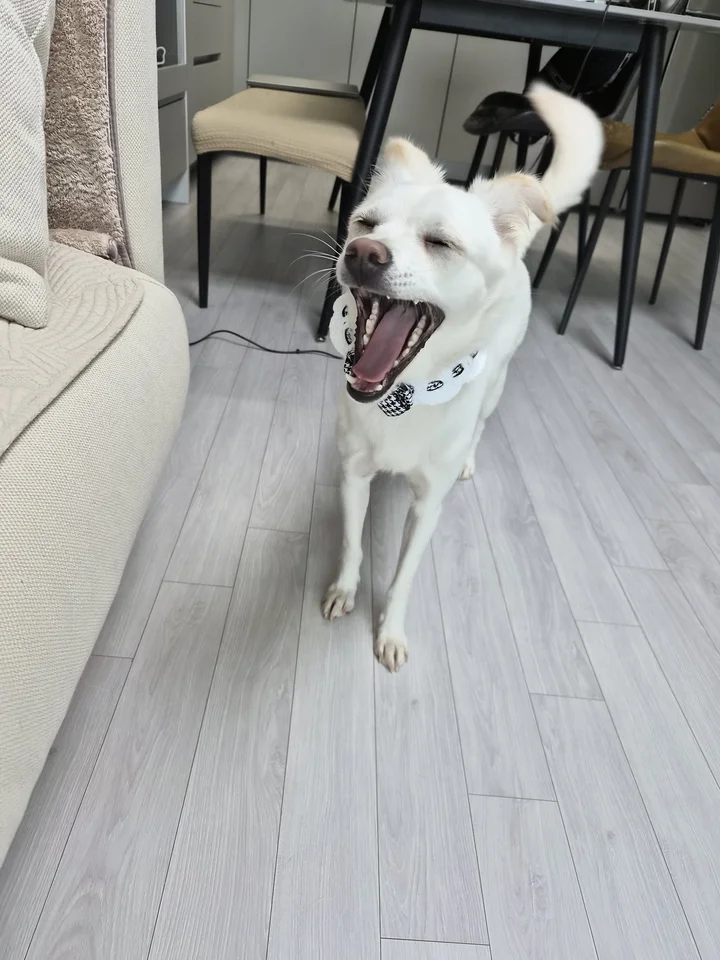 두부 5