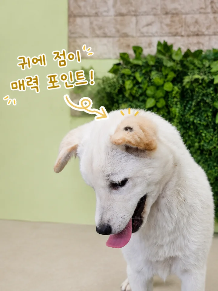 콩떡이 6