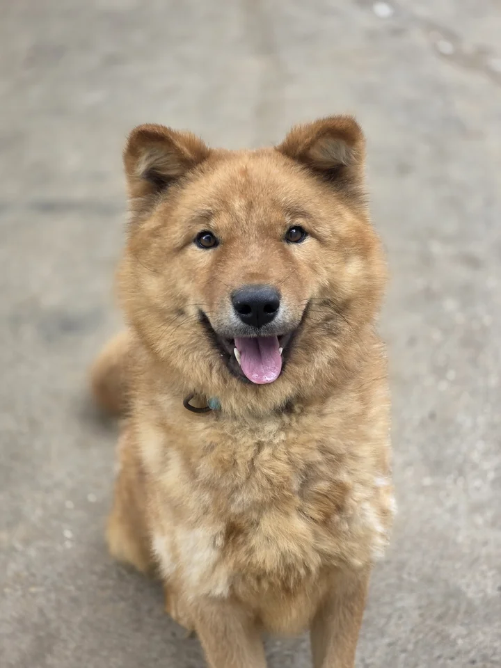 일지니 6