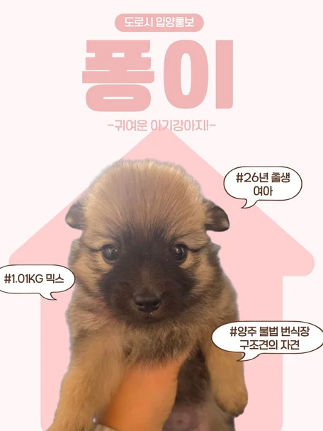 퐁이