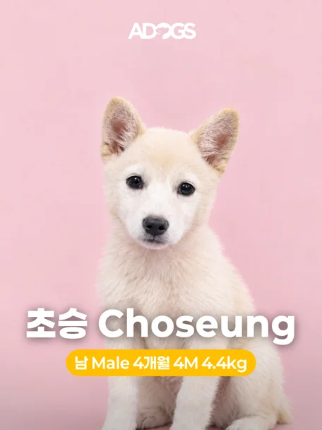 초승
