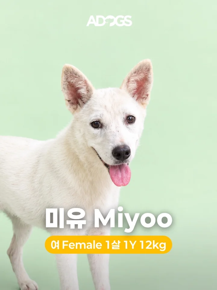 미유 1