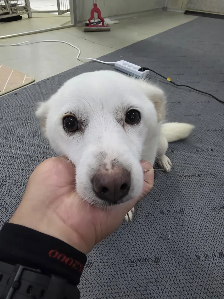 눈송이 4