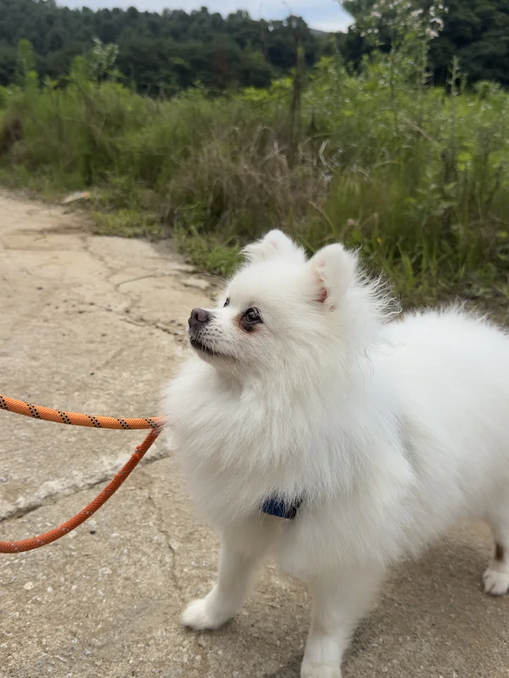 카니 2