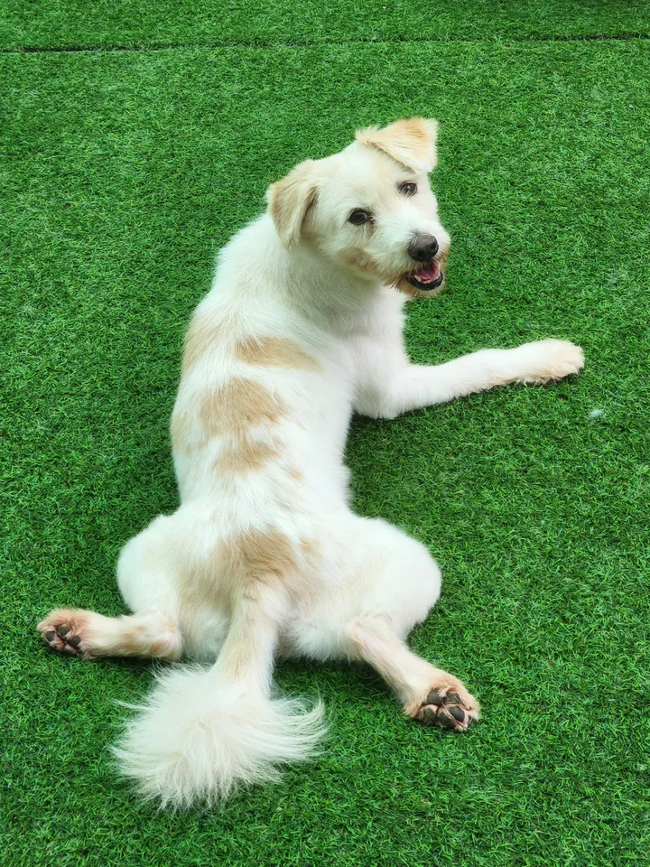 앙코 9