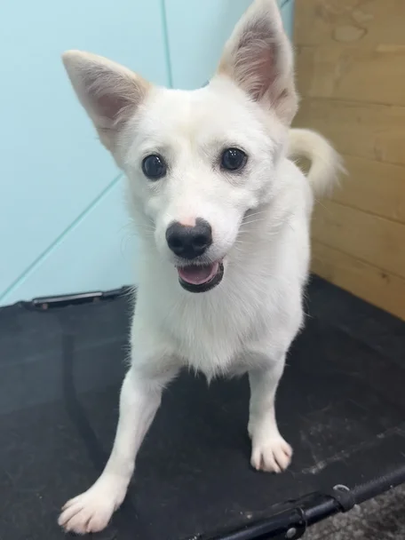여울이