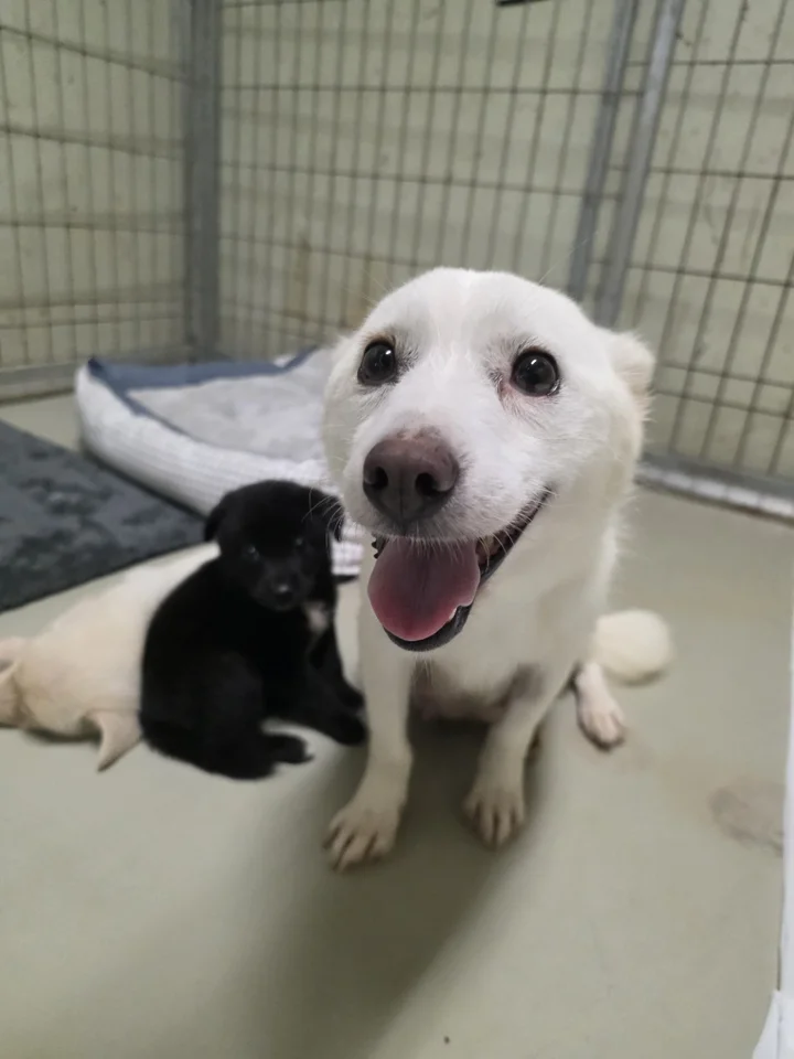 눈송이 6