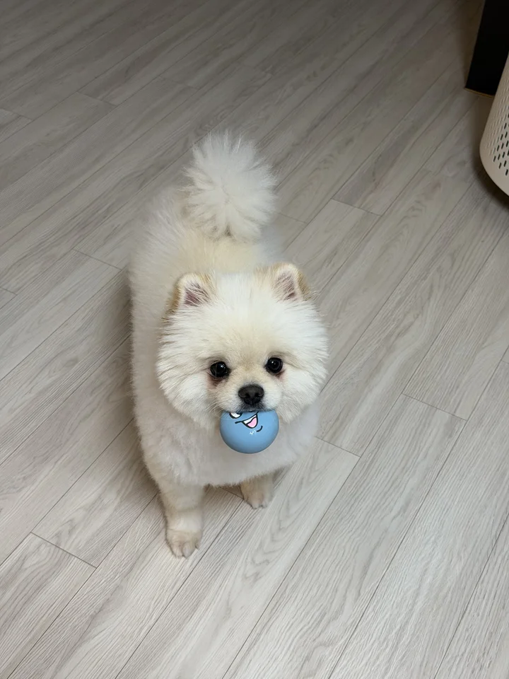 올라프 5